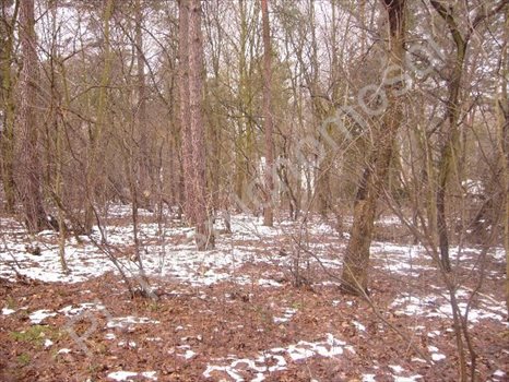Działka budowlana na sprzedaż Brwinów 2 607m2 Foto 2