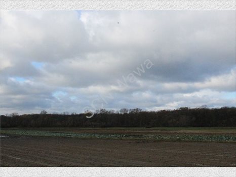Działka rolna na sprzedaż Warszawa, Wilanów 4 388m2 Foto 8