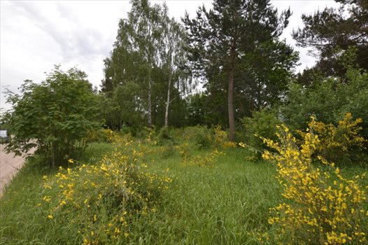Działka budowlana na sprzedaż Bojano, Las, Tereny rekreacyjne, Lesoki 1 500m2 Foto 5