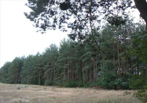 Działka budowlana na sprzedaż Zławieś Wielka 550m2 Foto 10