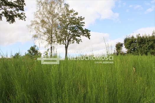 Działka budowlana na sprzedaż Tokary 2 540m2 Foto 4