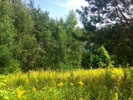 Działka rolna na sprzedaż Parchatka 10 003m2 Foto 2