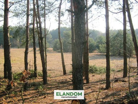 Działka rolna na sprzedaż Ponurzyca 10 000m2 Foto 2
