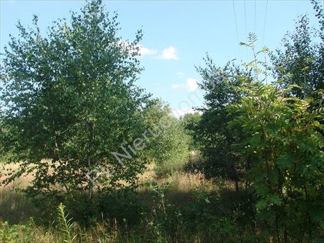 Działka rolna na sprzedaż Wólka Jeżewska 54 000m2 Foto 6