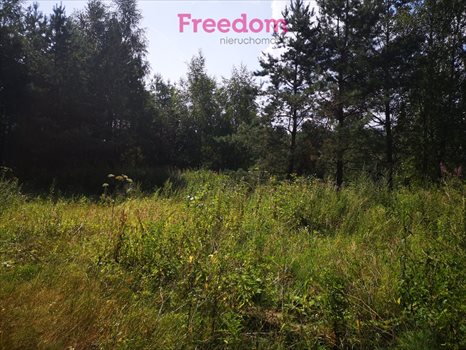 Działka budowlana na sprzedaż Orzechowo 24 300m2 Foto 8