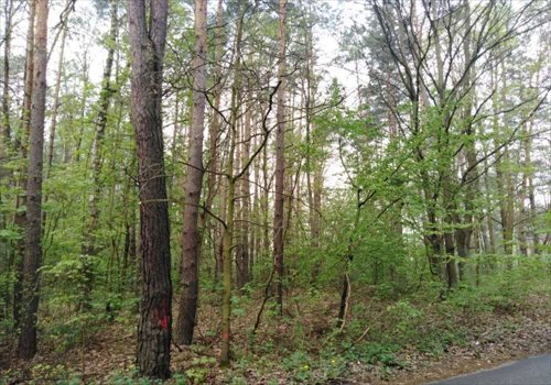 Działka budowlana na sprzedaż Prace Duże 1 456m2 Foto 1