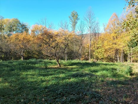 Działka budowlana na sprzedaż Przenosza 2 800m2 Foto 2