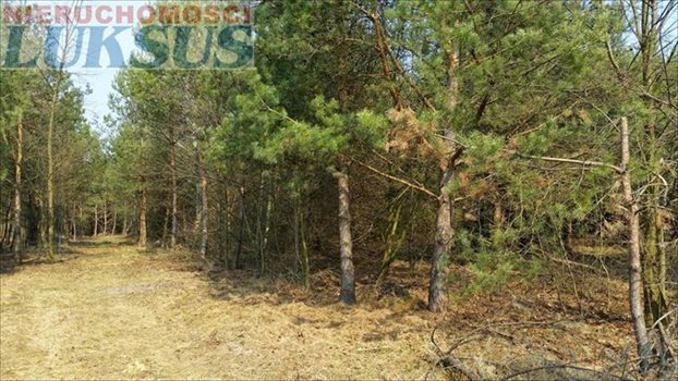 Działka budowlana na sprzedaż Łoś, Łoś 1 000m2 Foto 5