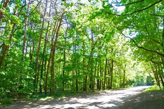 Działka budowlana na sprzedaż Sokolniki-Las, Jagiellońska 982m2 Foto 11