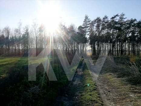 Działka budowlana na sprzedaż Brzeźce 3 700m2 Foto 10