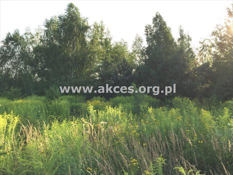 Działka budowlana na sprzedaż Łoś 1 390m2 Foto 3