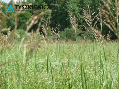 Działka rekreacyjna na sprzedaż Chojnice 18 900m2 Foto 4