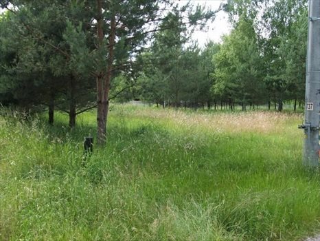 Działka rekreacyjna na sprzedaż Puste Łąki 1 000m2 Foto 8