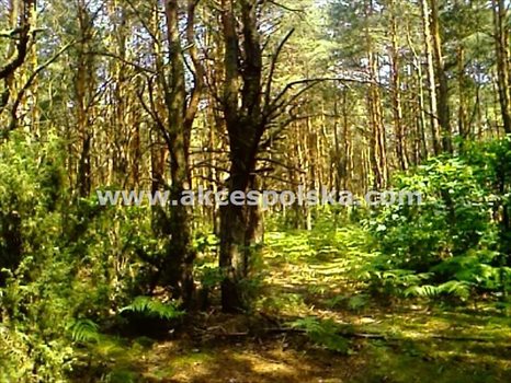 Działka budowlana na sprzedaż Łosie 1 912m2 Foto 2