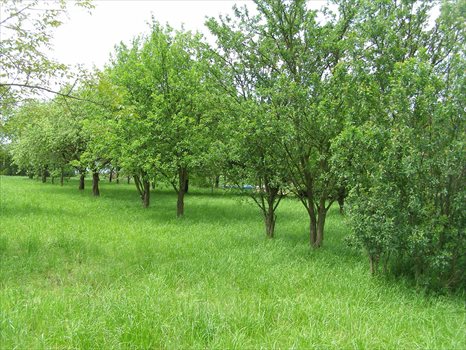 Działka budowlana na sprzedaż Dębowiec 1 000m2 Foto 2