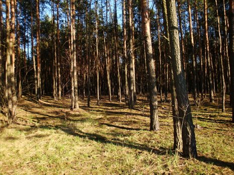 Działka budowlana na sprzedaż Otwock, Parkowa 2 000m2 Foto 5