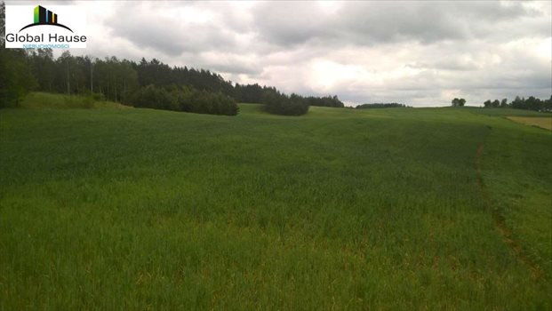 Działka rolna na sprzedaż Nowe Krzywe 3 080m2 Foto 6