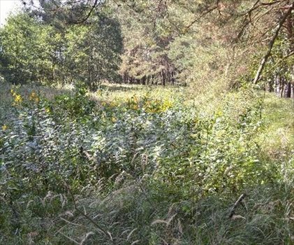 Działka rekreacyjna na sprzedaż Murowana Goślina, Wojnówko 3 782m2 Foto 8