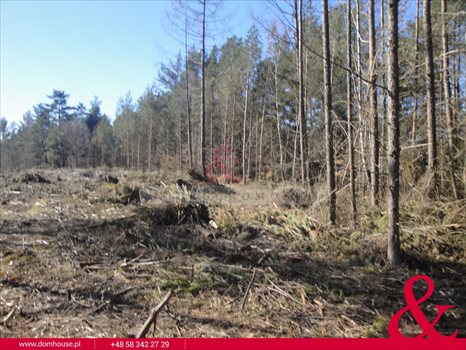Działka leśna na sprzedaż Borek Kamienny 3 100m2 Foto 5