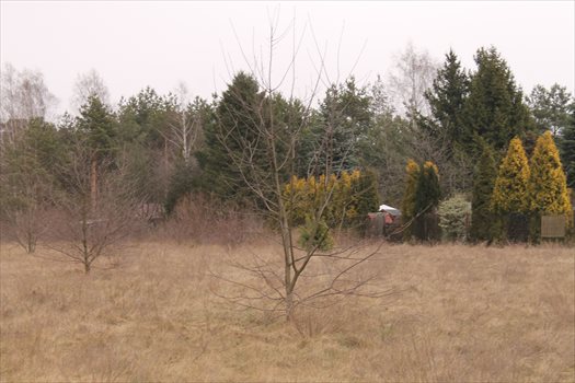 Działka rolna na sprzedaż Konstantynów Łódzki, Żabiczki 11 000m2 Foto 6