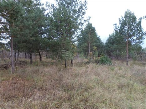 Działka budowlana na sprzedaż Czaplino 1 600m2 Foto 5