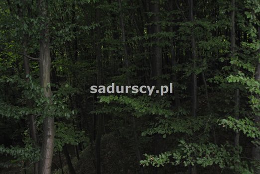 Działka inna na sprzedaż Wola Nieszkowska 9 300m2 Foto 8