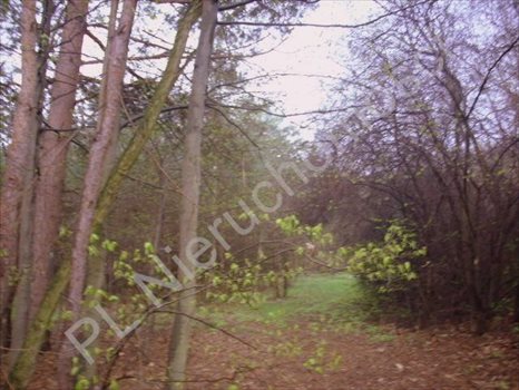Działka rolna na sprzedaż Grzegorzewice 27 500m2 Foto 4