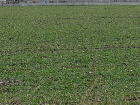 Działka na sprzedaż Chrząstowice  