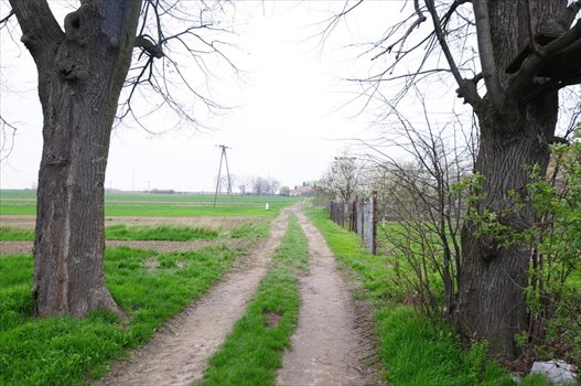 Działka budowlana na sprzedaż Rogów Sobócki 2 902m2 Foto 7