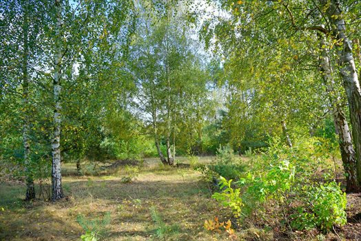 Działka budowlana na sprzedaż Musuły 1 600m2 Foto 11