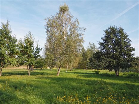 Działka budowlana na sprzedaż Budy-Grzybek 942m2 Foto 7