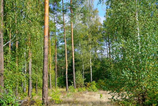 Działka budowlana na sprzedaż Musuły 1 600m2 Foto 13