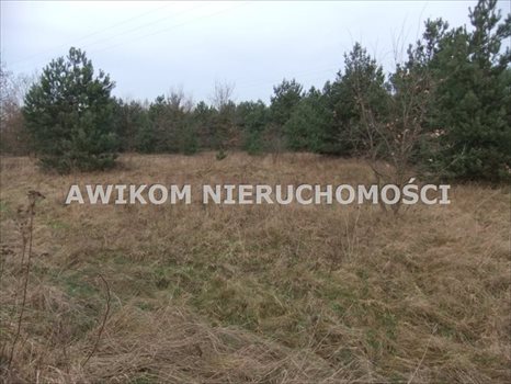 Działka rolna na sprzedaż Skierniewice, Rawka 7 765m2 Foto 2