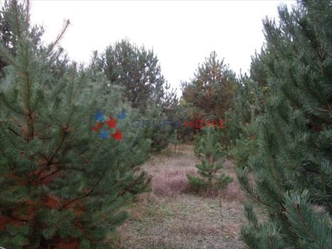 Działka budowlana na sprzedaż Łoś 1 000m2 Foto 4