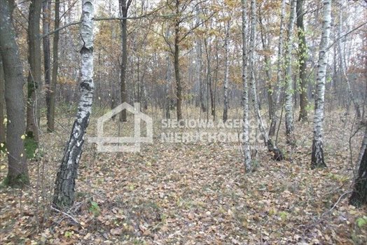 Działka leśna na sprzedaż Drozdowo 93 200m2 Foto 3