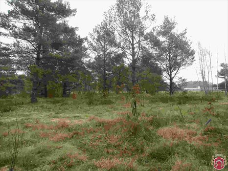 Działka budowlana na sprzedaż Kamień, Piaskowa 1 077m2 Foto 1