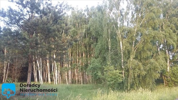 Działka rekreacyjna na sprzedaż Ziewanice 5 420m2 Foto 4