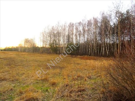 Działka rolna na sprzedaż Dębe Wielkie 1 200m2 Foto 3