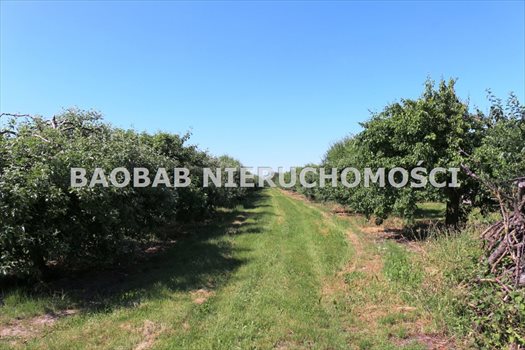 Działka budowlana na sprzedaż Wygoda 53 900m2 Foto 12