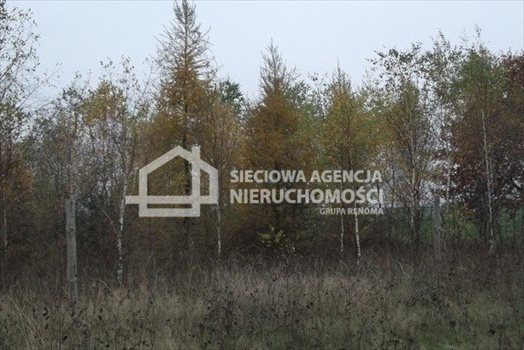 Działka leśna na sprzedaż Stare Gronowo 49 000m2 Foto 9