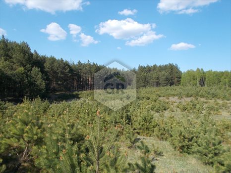 Działka leśna na sprzedaż Sikorzyno, Stara Sikorska Huta 28 000m2 Foto 6