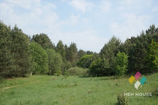 Działka siedliskowa na sprzedaż Łutynowo 3 006m2 Foto 2