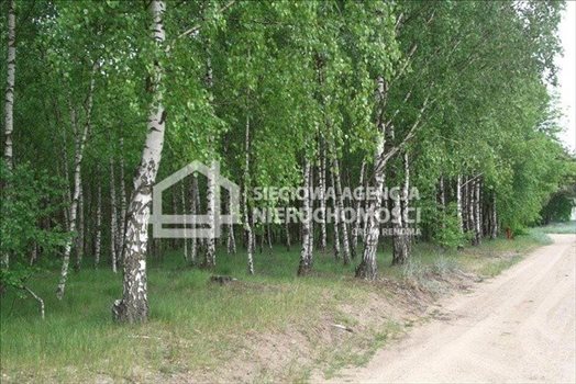 Działka leśna na sprzedaż Czarniż 44 100m2 Foto 8