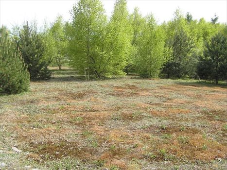 Działka budowlana na sprzedaż Kielno, BOŻANKA, MATEJKI 1 131m2 Foto 8