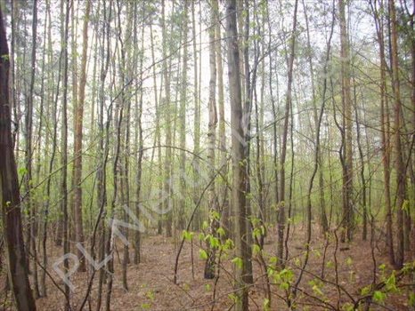 Działka rolna na sprzedaż Grzegorzewice 27 500m2 Foto 3