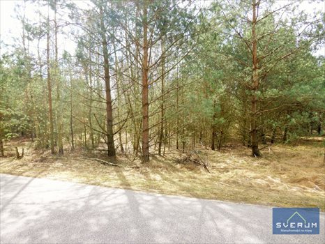 Działka rekreacyjna na sprzedaż Ostrowy Nad Okszą, Działka rekreacyjna z możliwością podziału 12 005m2 Foto 3