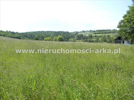 Działka rolna na sprzedaż Stare Rybie 8 600m2 Foto 4