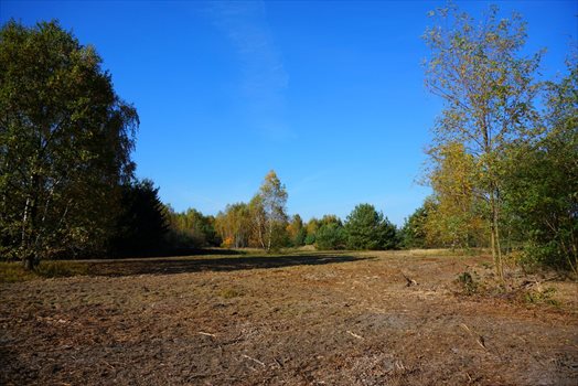 Działka budowlana na sprzedaż Jastrzębnik 1 500m2 Foto 7