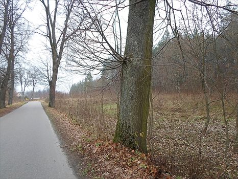 Działka budowlana na sprzedaż Tumiany 4 482m2 Foto 6