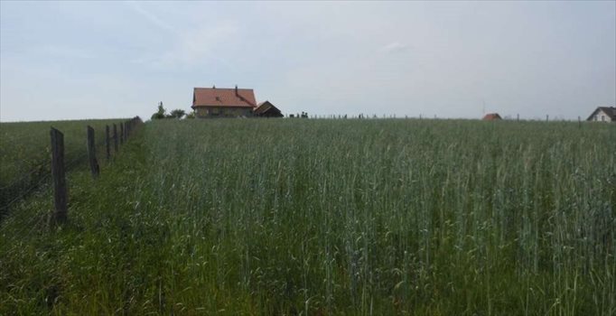 Działka budowlana na sprzedaż Powidz 3 700m2 Foto 7